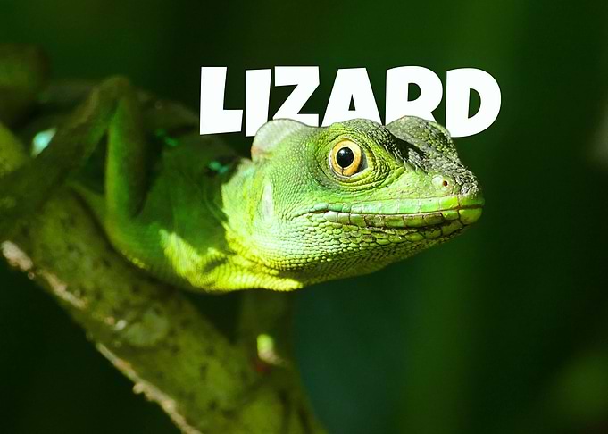 Lizard Portrait