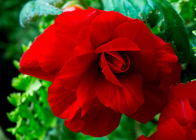 Red, Red, Rose