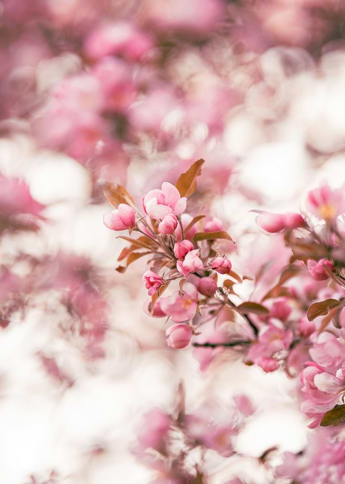 Pink Blossoms in Soft Focus