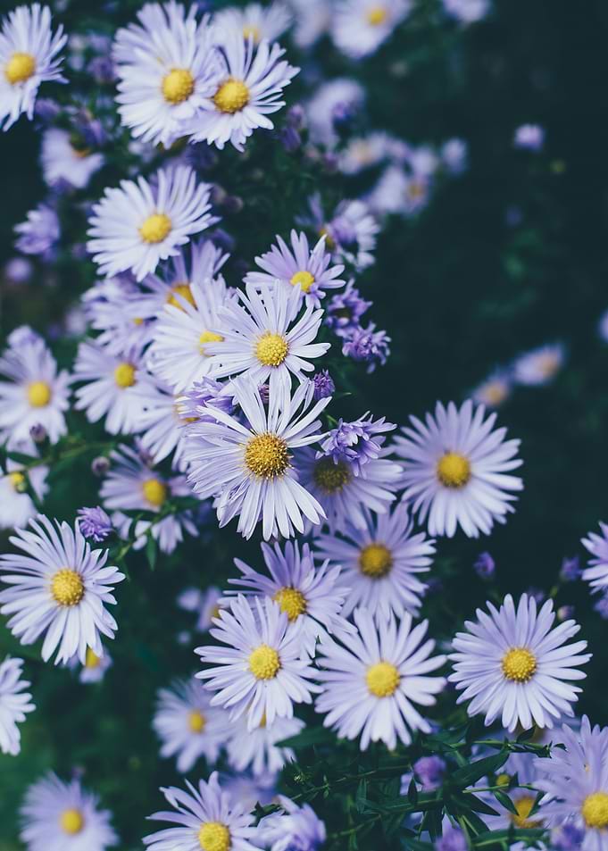 Purple Daisies Close-Up
