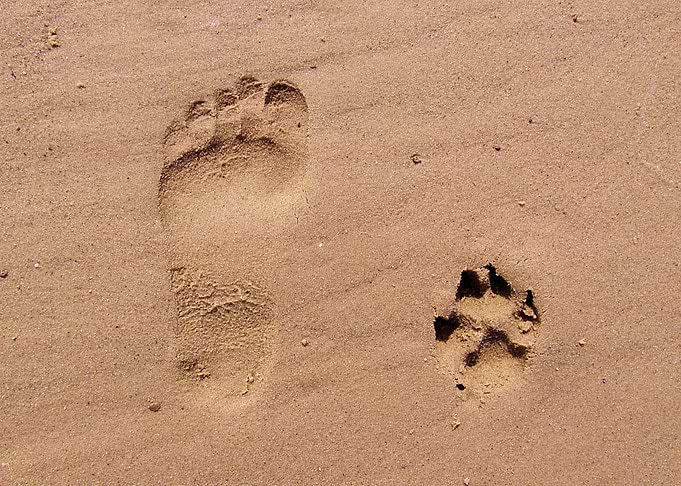 Best Friends. Footprint and paw print in sand