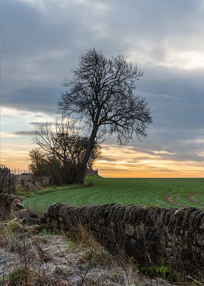 Winter Field Landscape with Stone Wall