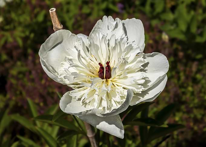 White Peony Flower Close-Up