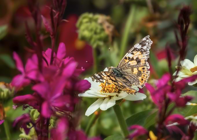 Painted Lady Butterfly (Vanessa cardui) on White Flower