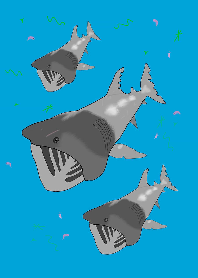 Basking Sharks in feeding on plankton