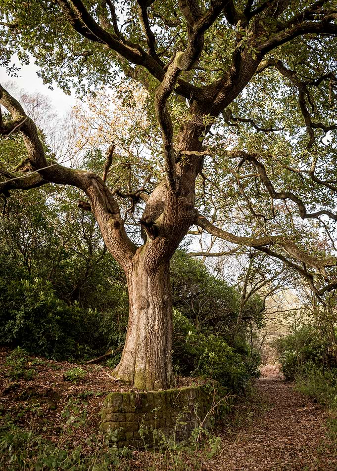 Majestic Tree on Forest Path
