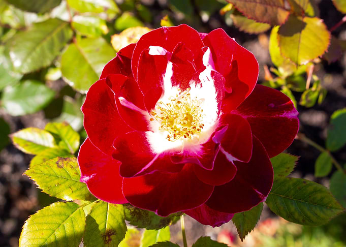 Shadowed Red