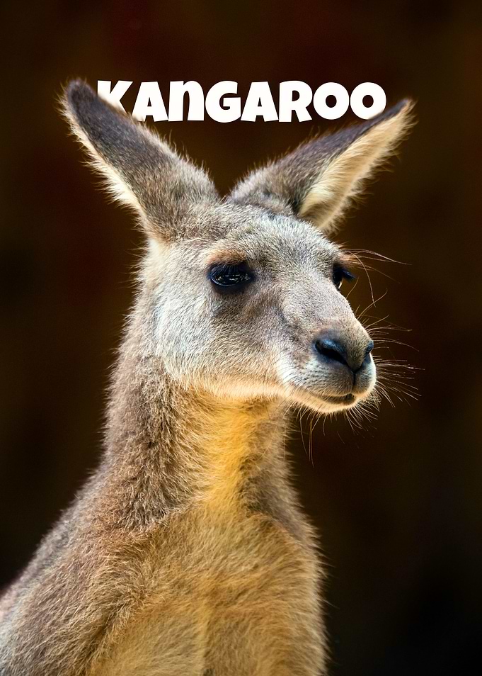 Kangaroo Portrait