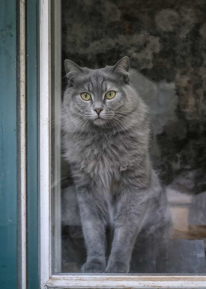 Gray Cat Looking Through Window