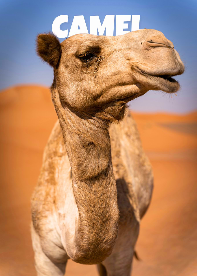 Camel Portrait