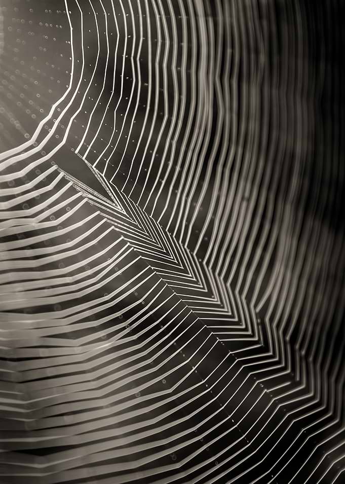 Spiderweb Serenity