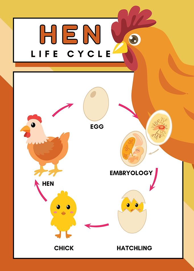 Hen Life Cycle Diagram