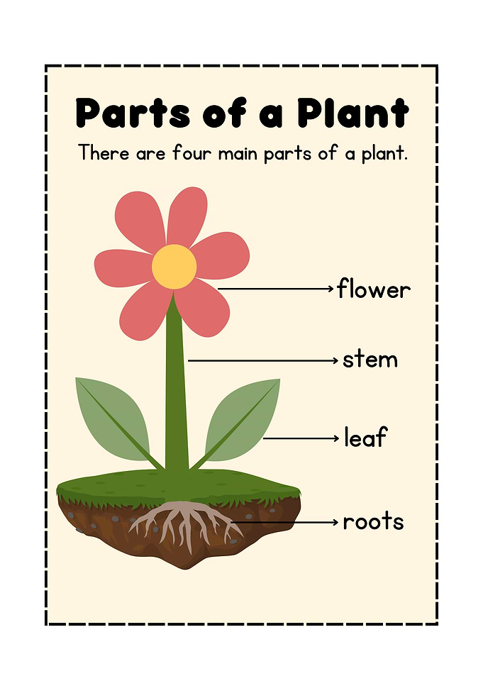 Parts of a Plant Diagram