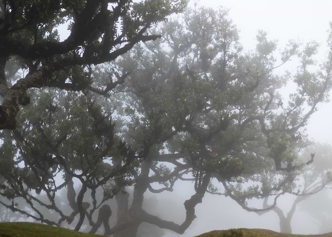 The Beauty of Fanal Forest