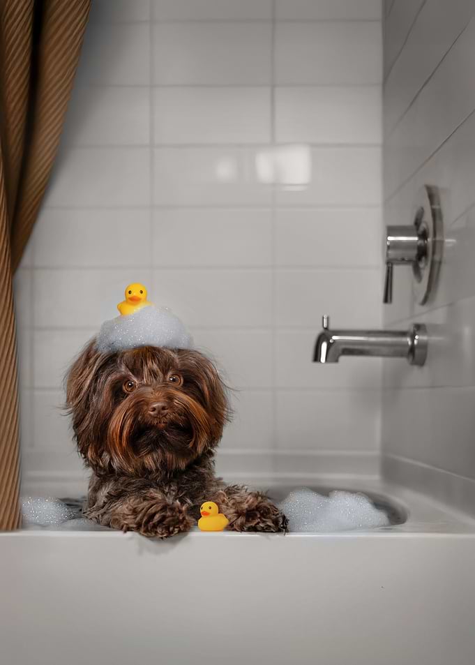 Dog Bath Time Fun