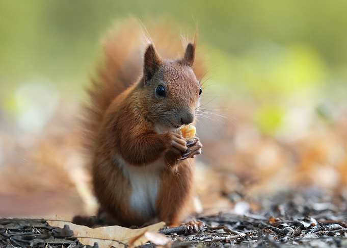 Squirrel eating nut in forest