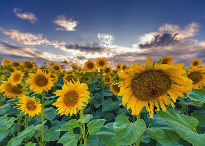 Sunflower Field at Sunset, Poland summer