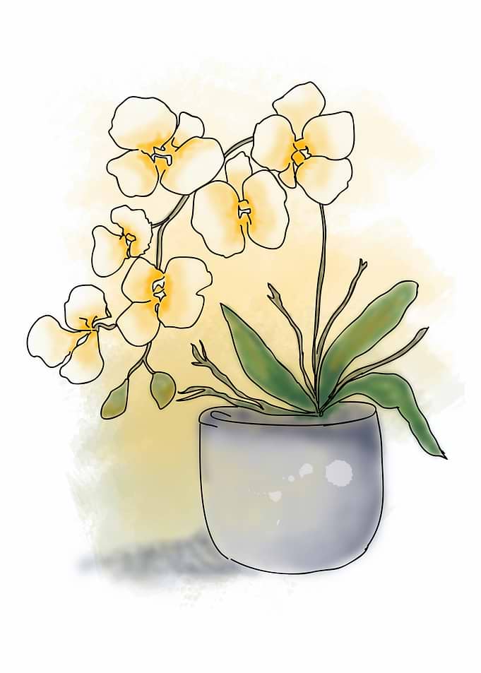 Yellow Orchid in Pot Illustration