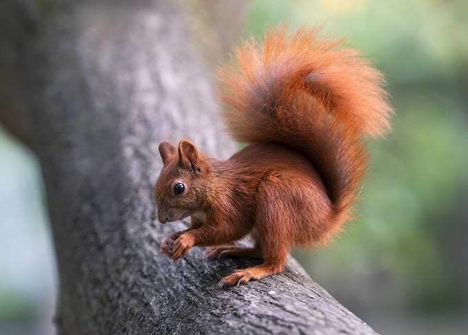 Red Squirrel on a Tree Branch