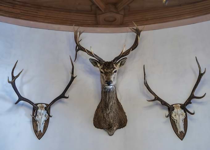 Deer Head and Antler Wall Mounts