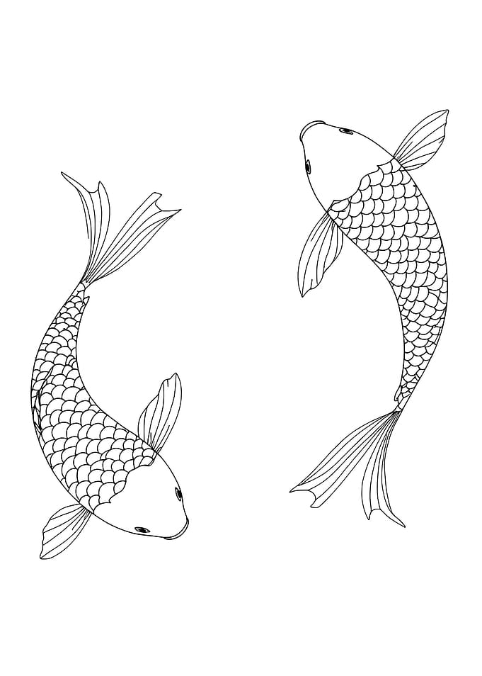 Two Koi Fish Minimalist Line Art
