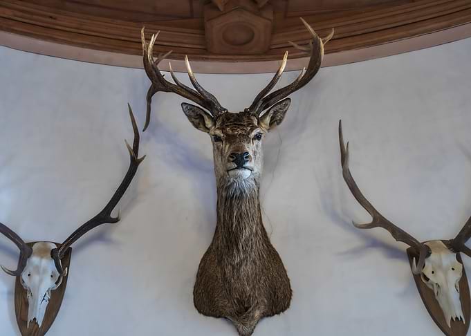 Mounted Deer Heads on Wall
