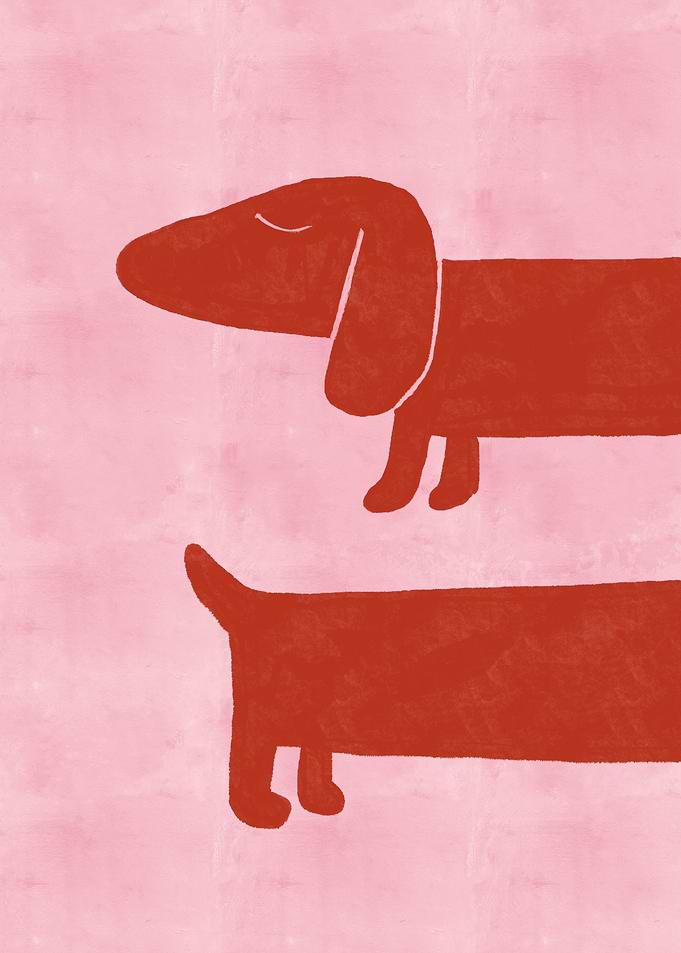 Two Dachshunds on Pink Background