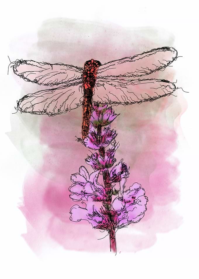 Dragonfly on Flower Digital Art