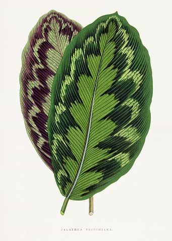 Calathea Veitchiana Leaves Illustration