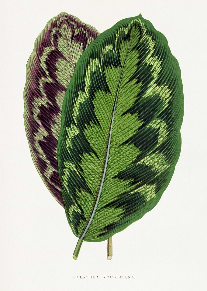 Calathea Veitchiana Leaves Illustration