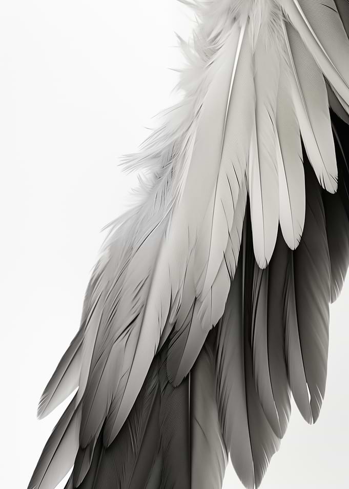Monochrome Feathers Art