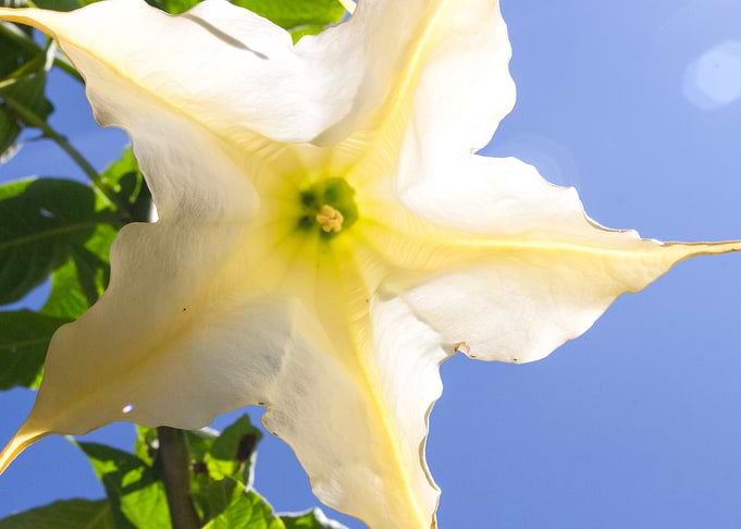 Star Flower