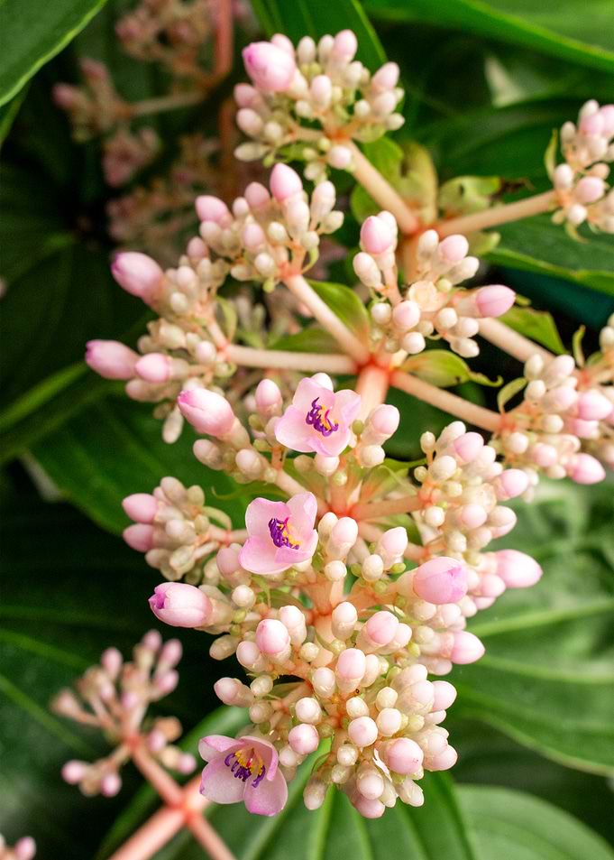 Soft Pink with Purple