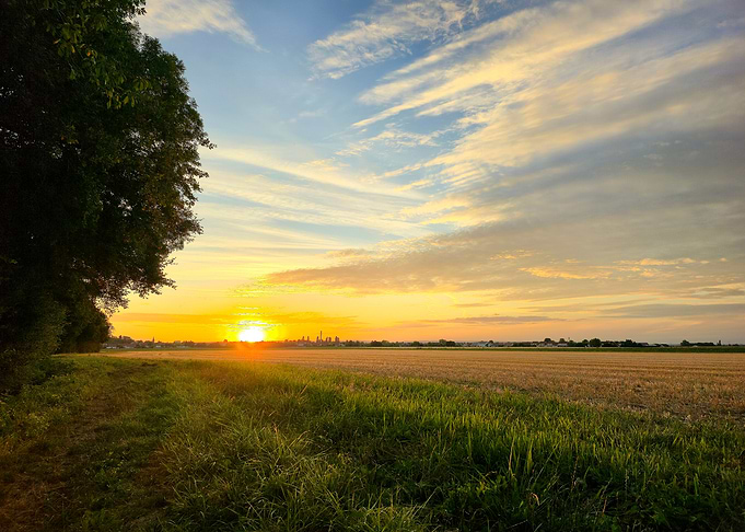 Sunset over field with trees