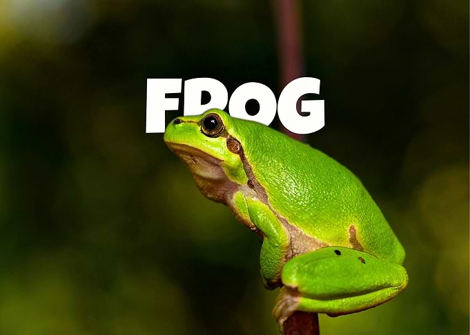 Frog Portrait
