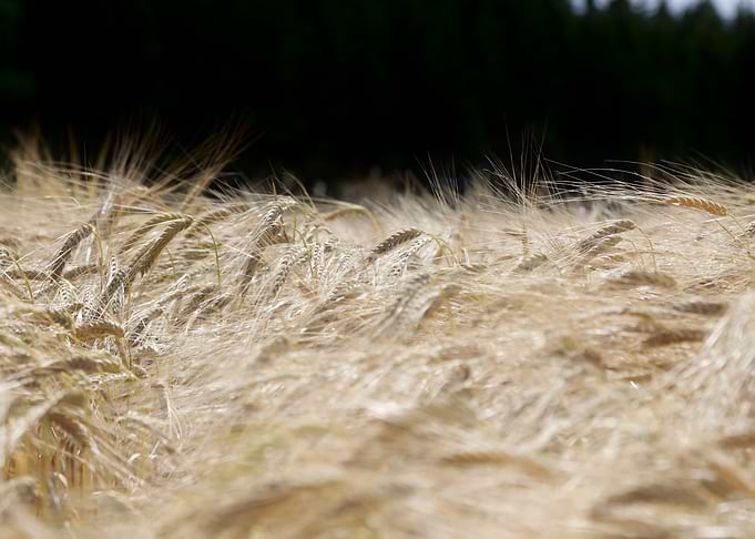 Golden Wheat Field