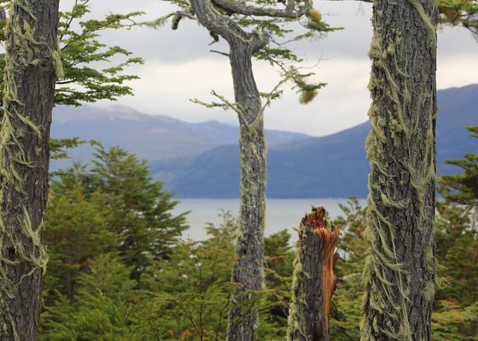 Mossy Trees Overlooking Lake and Mountains
