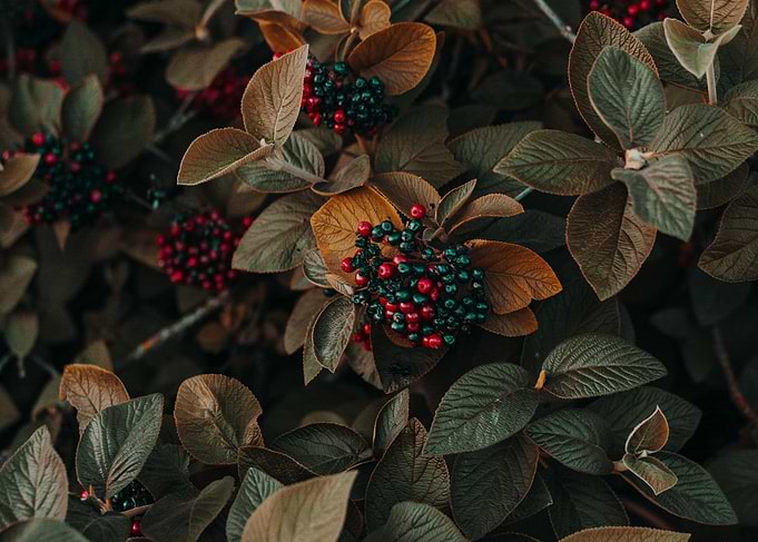 Autumnal Berries and Leaves