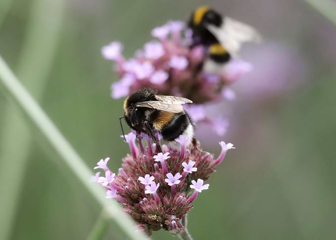 Bumblebees on Purple Verbena Flowers