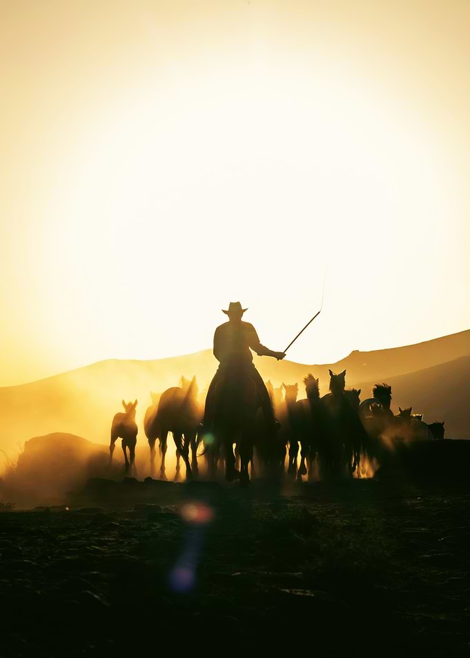 Cowboy Herding Horses at Sunset