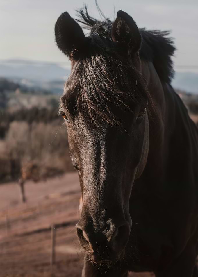 Majestic Dark Horse Portrait