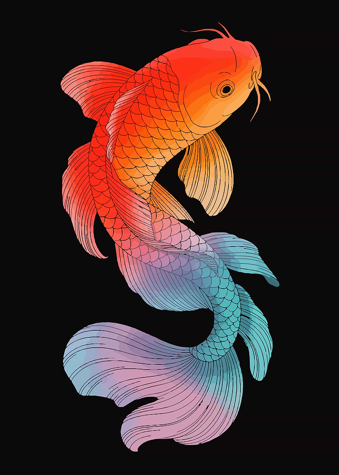 Colorful Koi Fish Illustration on Black