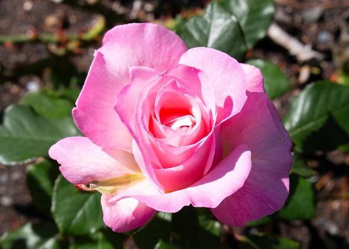 The Big Pink Flower