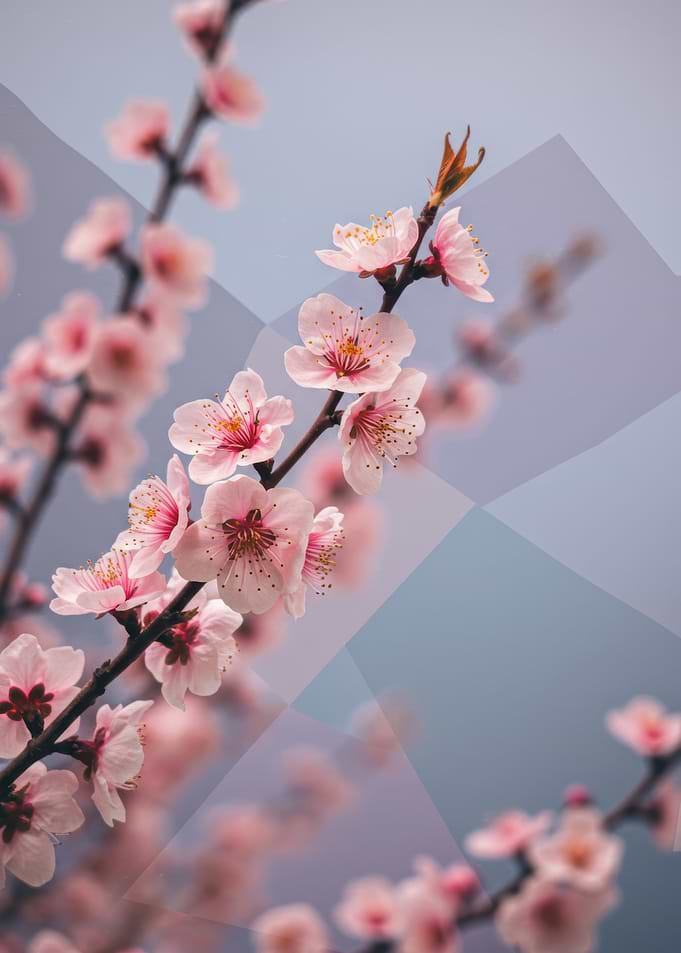Pink Cherry Blossoms with Geometric Overlay