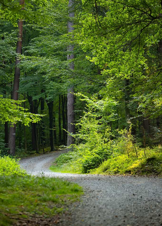 Winding Path Through Lush Green Forest, Poland
