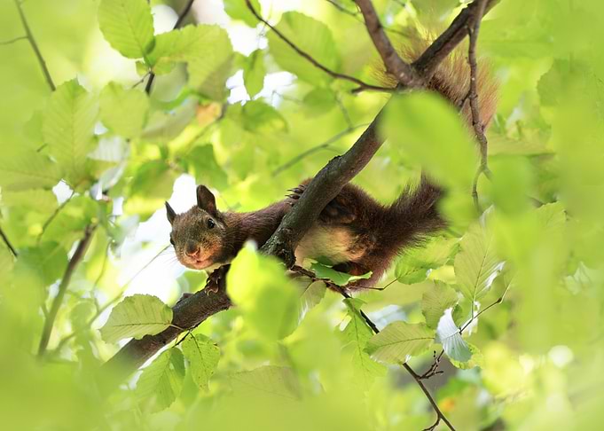 Squirrel in Tree