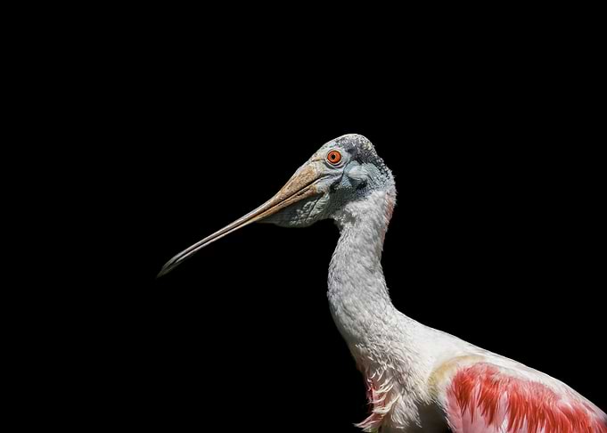 Roseate Spoonbill Portrait on Black Background