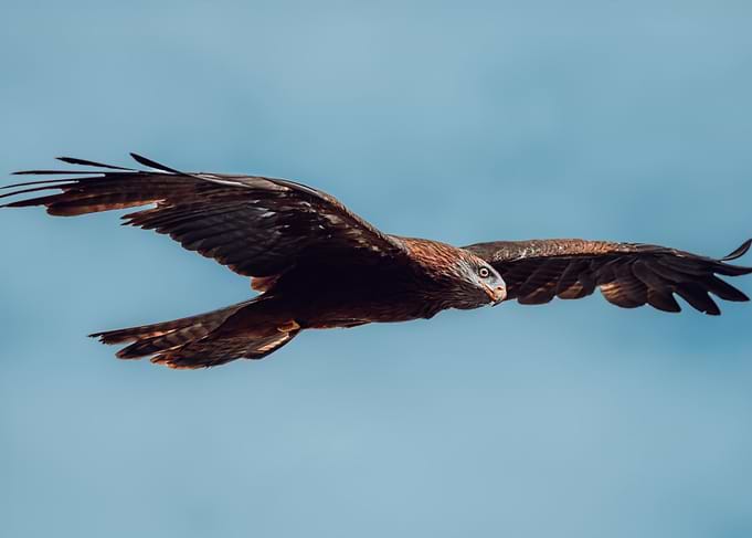 Eagle Soaring in Blue Sky