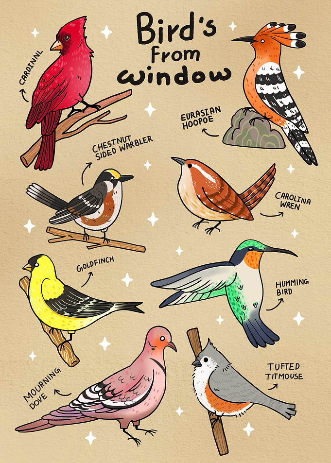 Types of Birds From Window