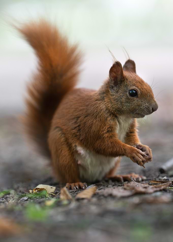 Squirrel Eating